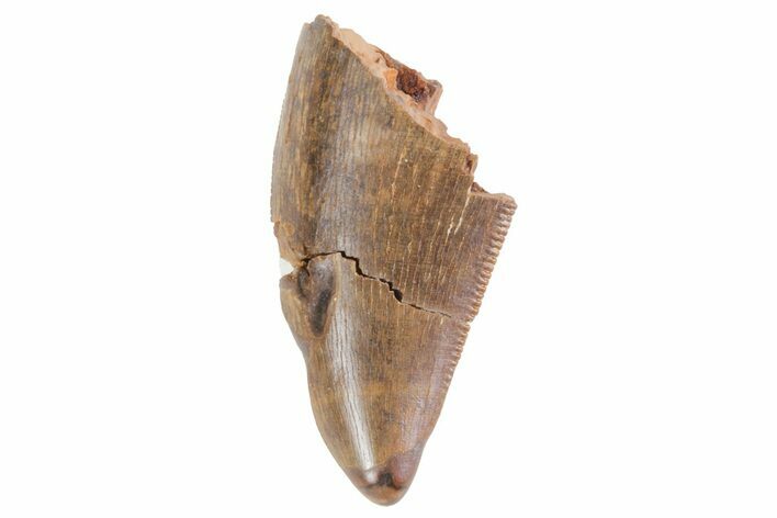 Bargain, Serrated Tyrannosaur Tooth - Montana #71576